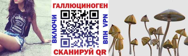 Купить закладки  Шимановск  Псилоцибиновые грибы Cubensis 